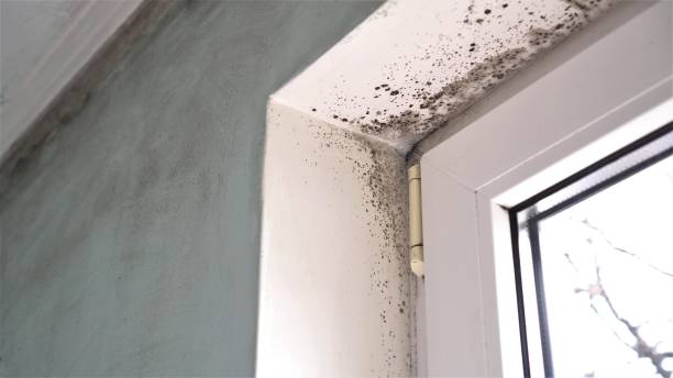 Mold Remediation for Rental Properties in Fairland, MD